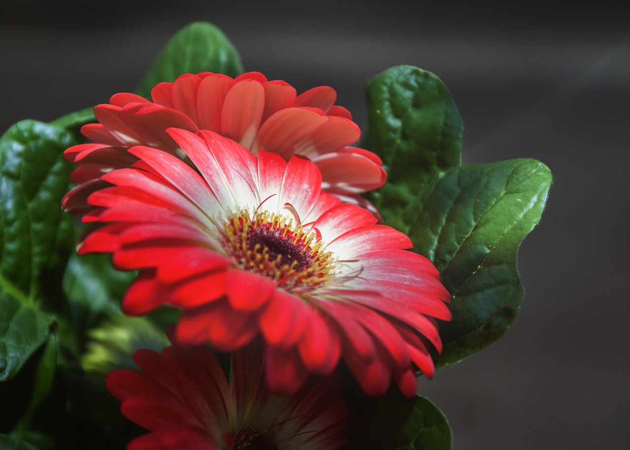 gerbera close yellow free photo