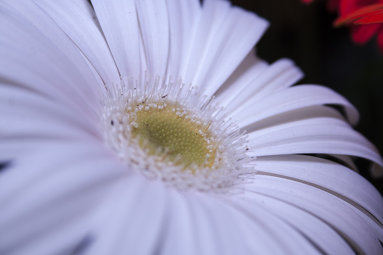 gerbera white close free photo