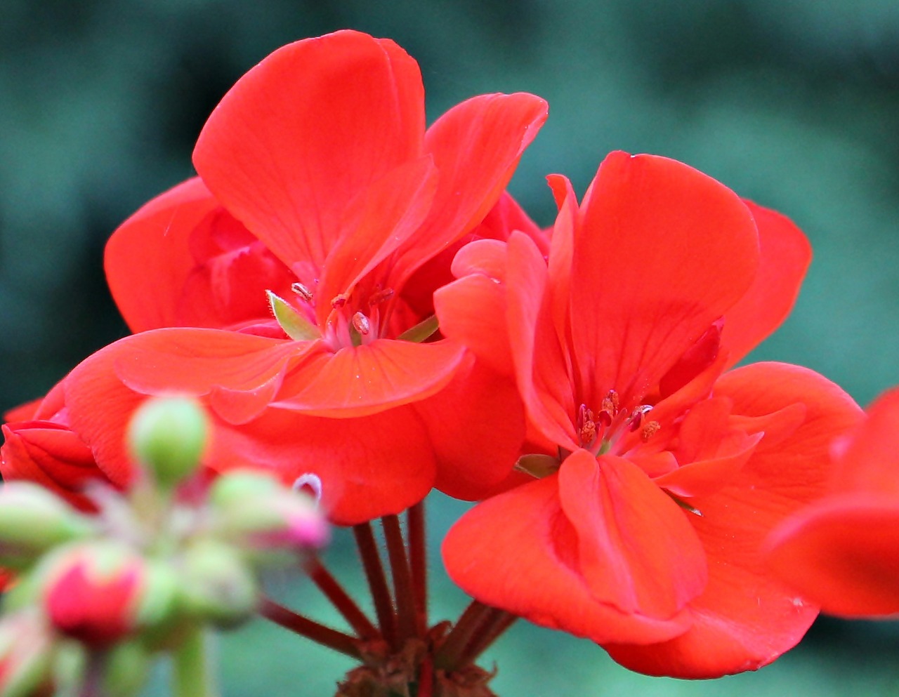 geranium red blossom free photo