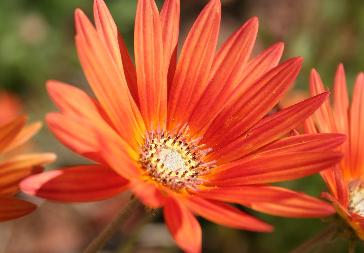 gerbera flower orange yellow free photo