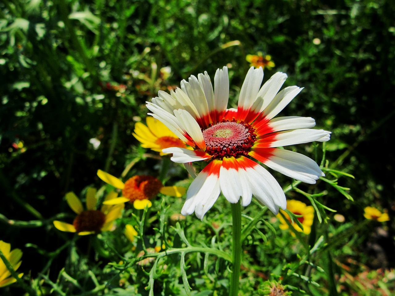 gerbera flower white free photo