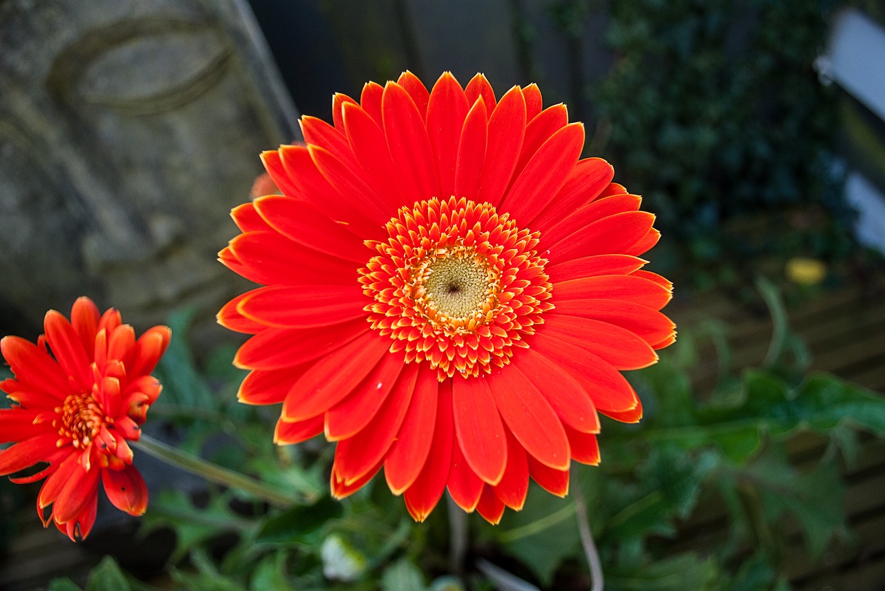 gerbera flower flowers free photo