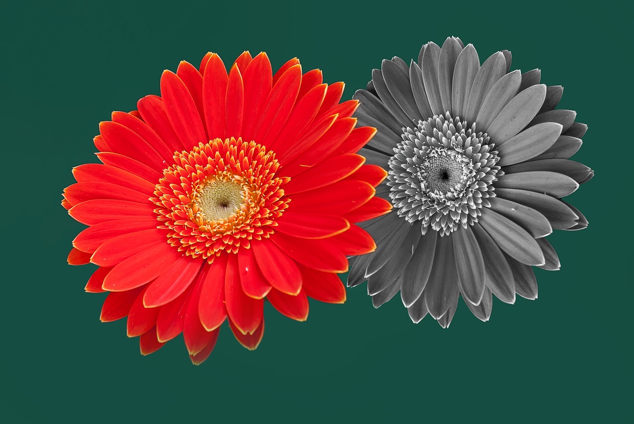 gerbera color garden free photo