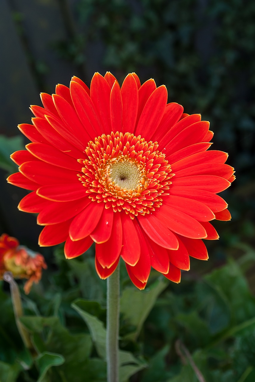 gerbera color flower free photo