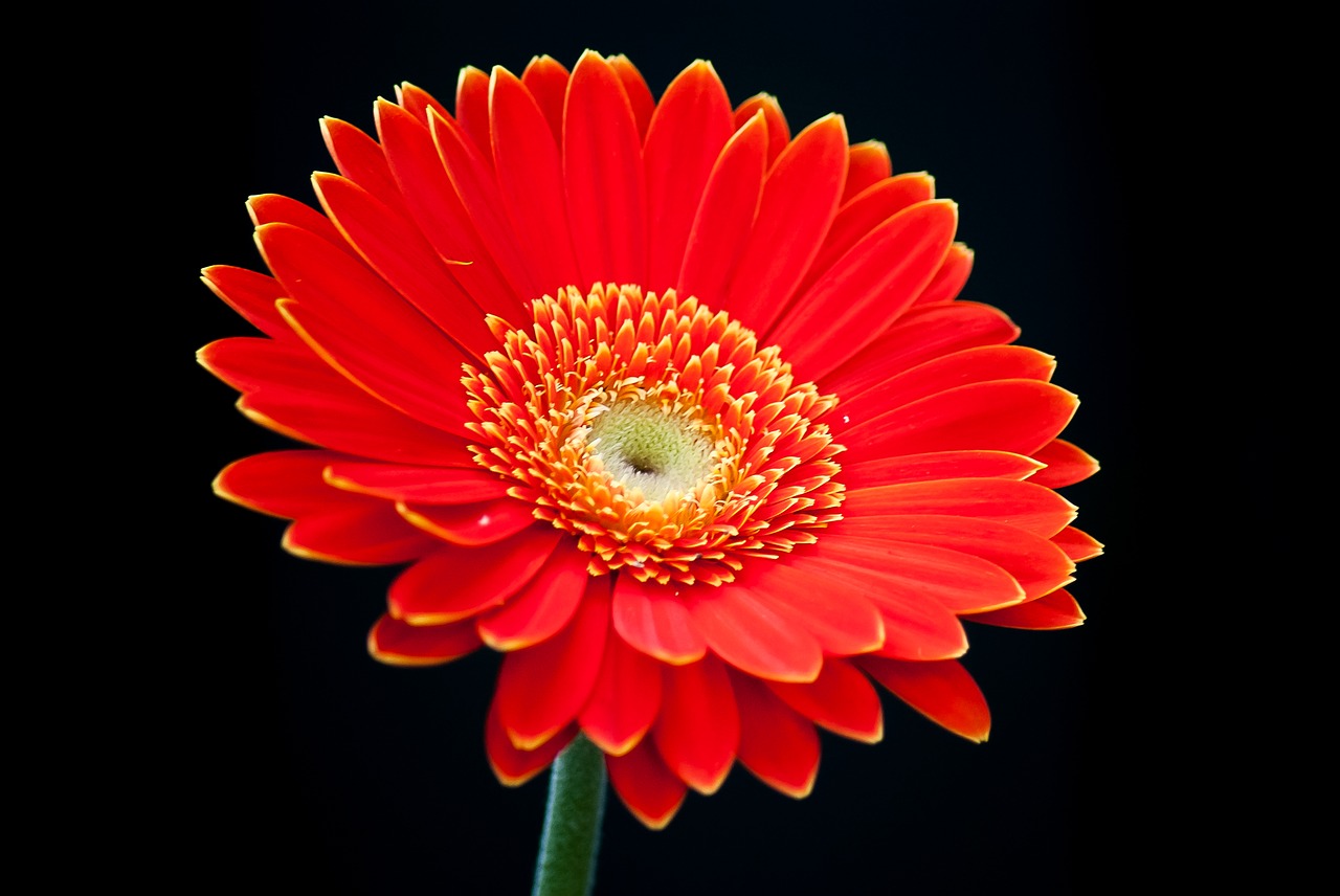 gerbera garden flower free photo