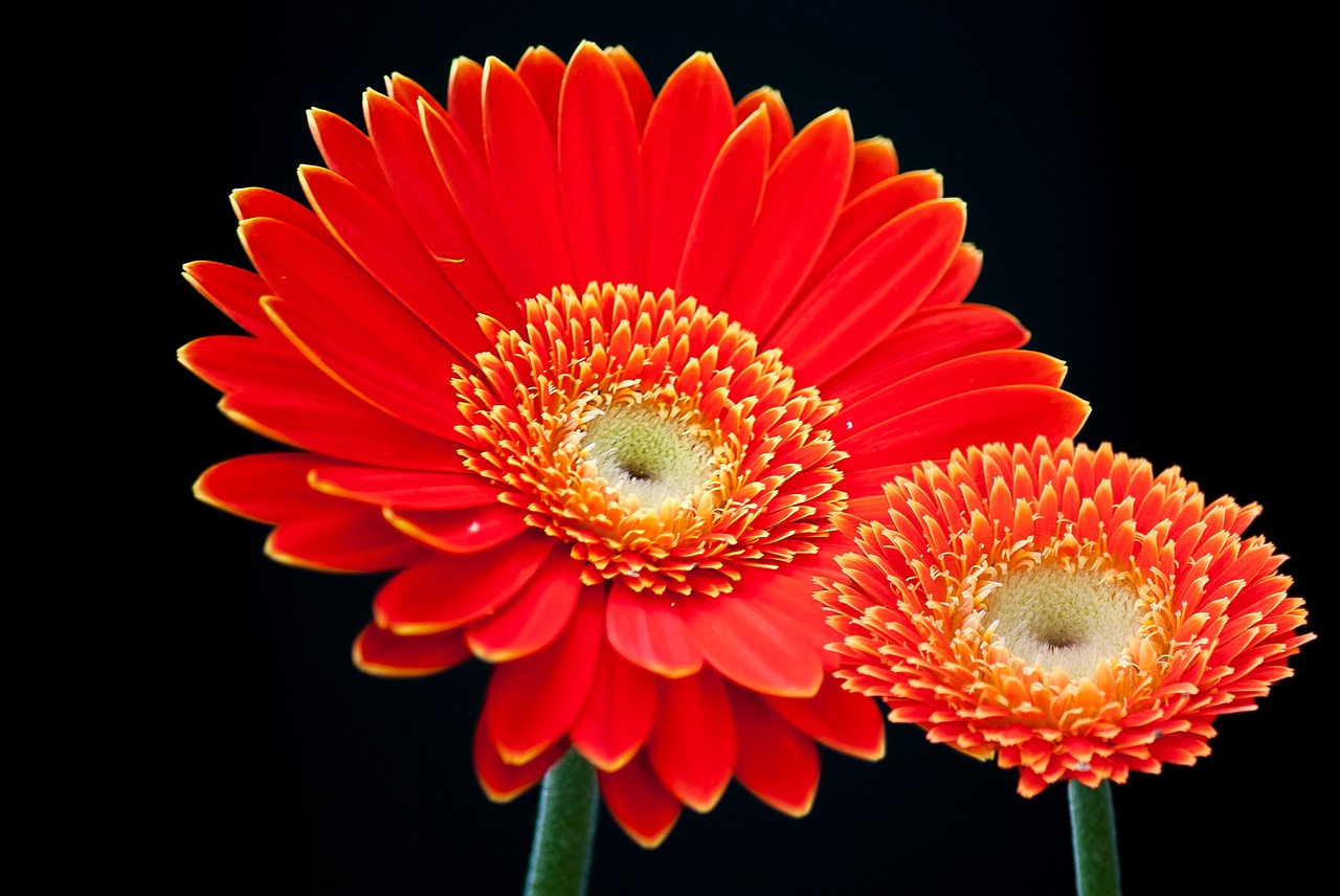 gerbera flower summer free photo