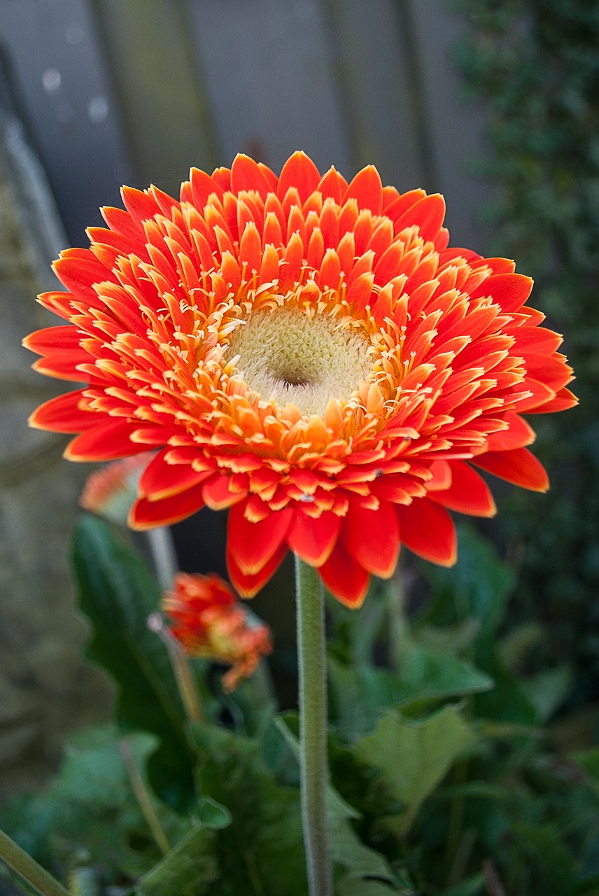 gerbera flower color free photo
