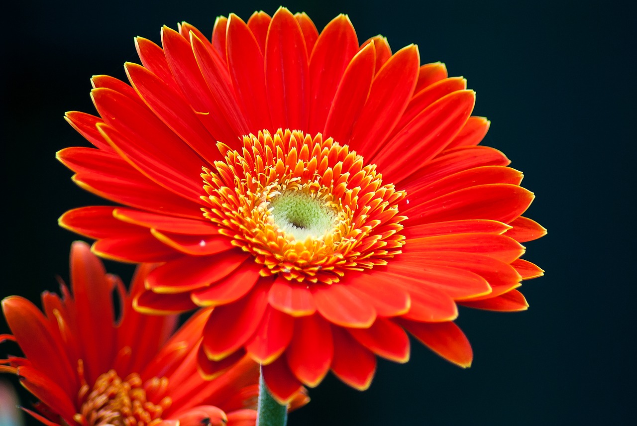 gerbera flower color free photo