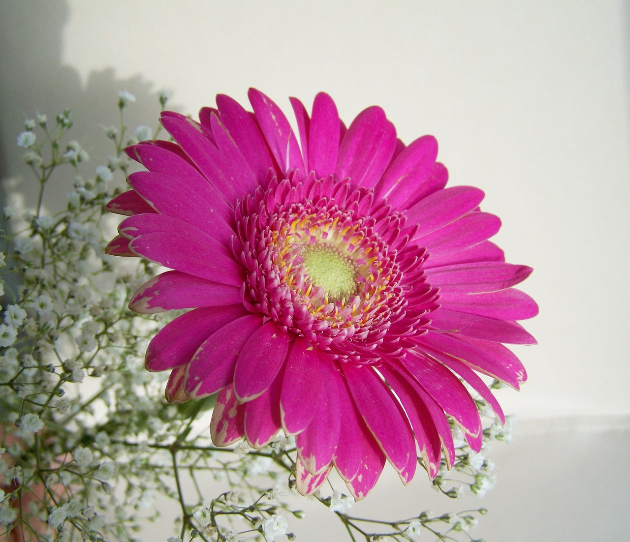 gerbera cut flower pink free photo