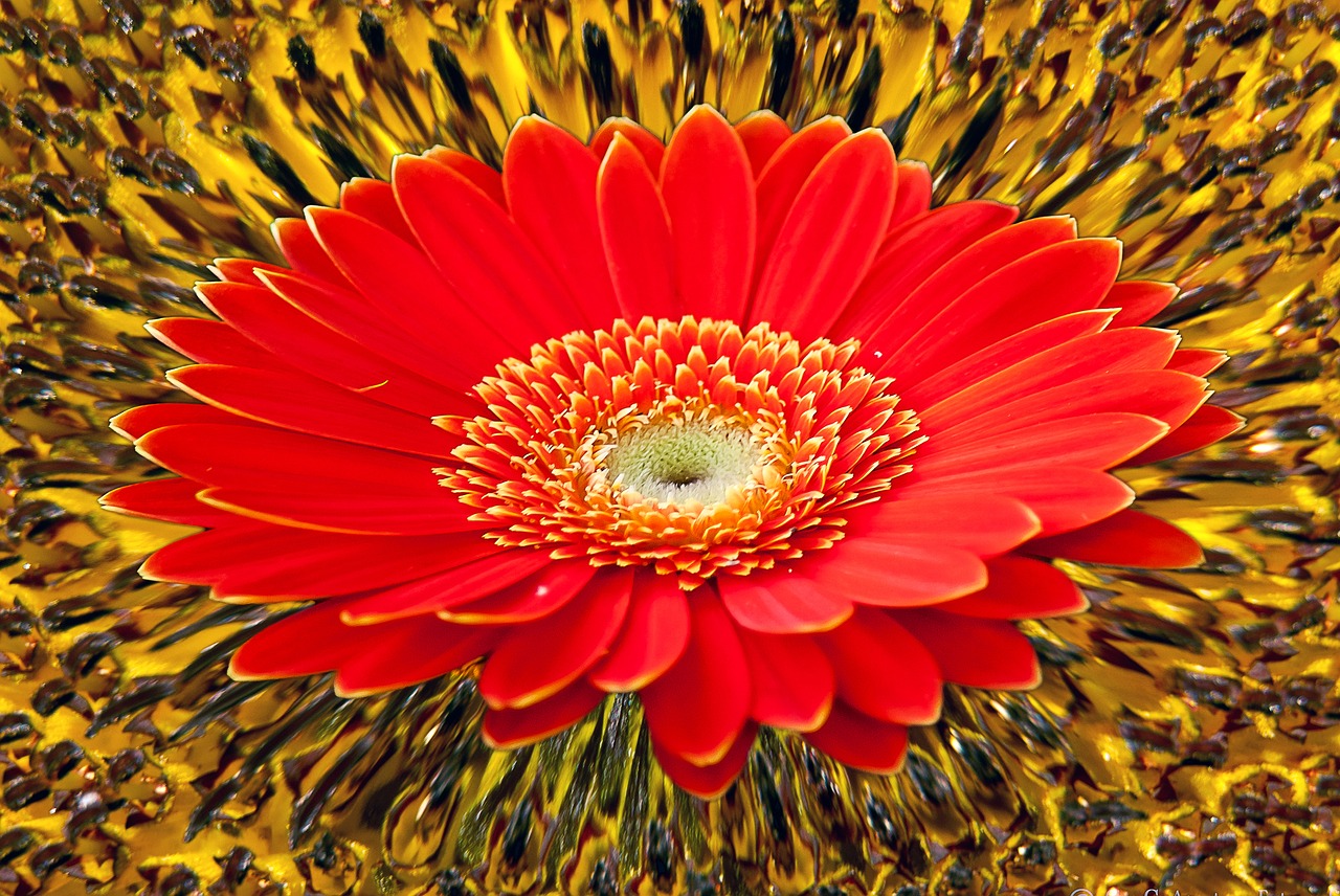 gerbera sunflower background free photo