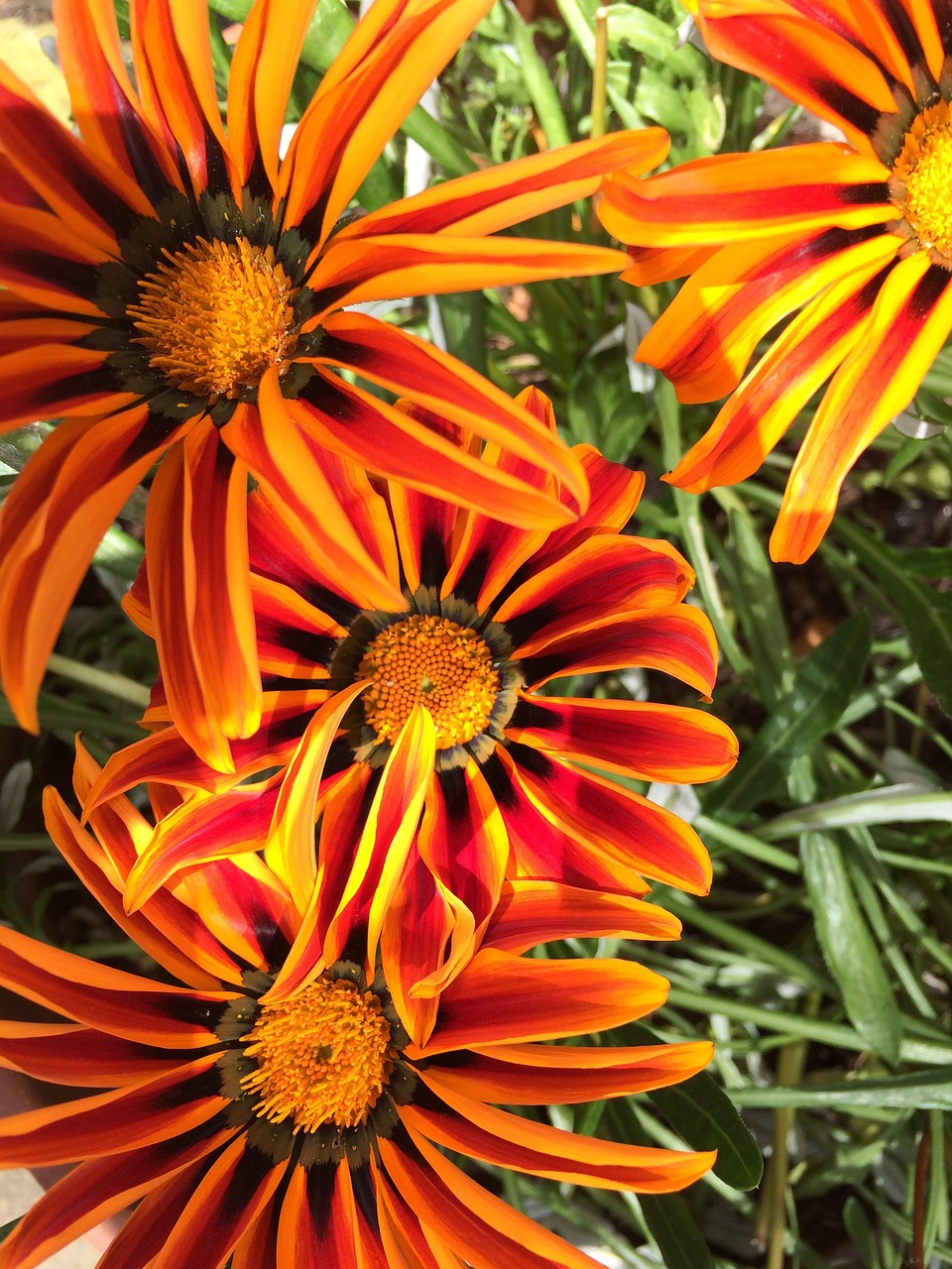 gerbera orange flower gardening free photo