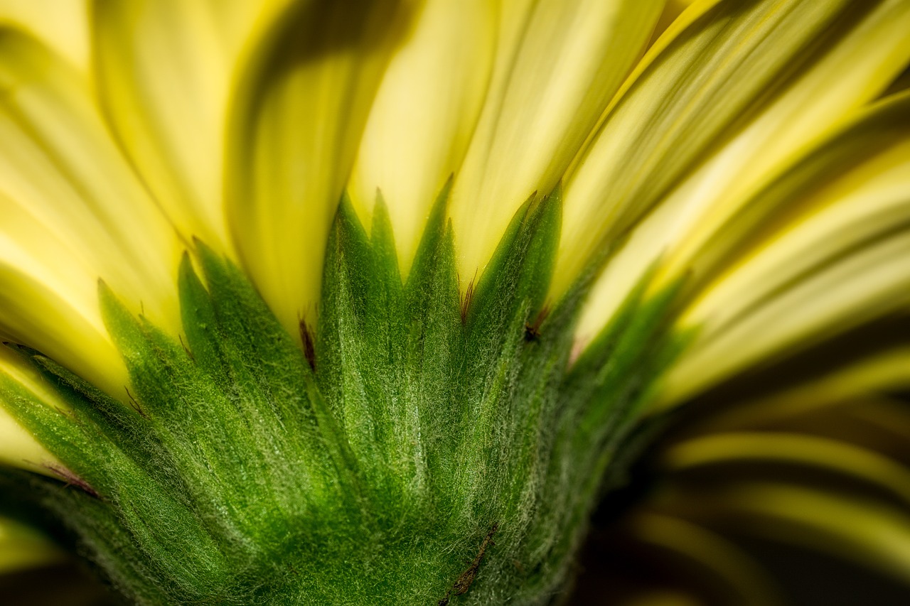 gerbera flower blossom free photo