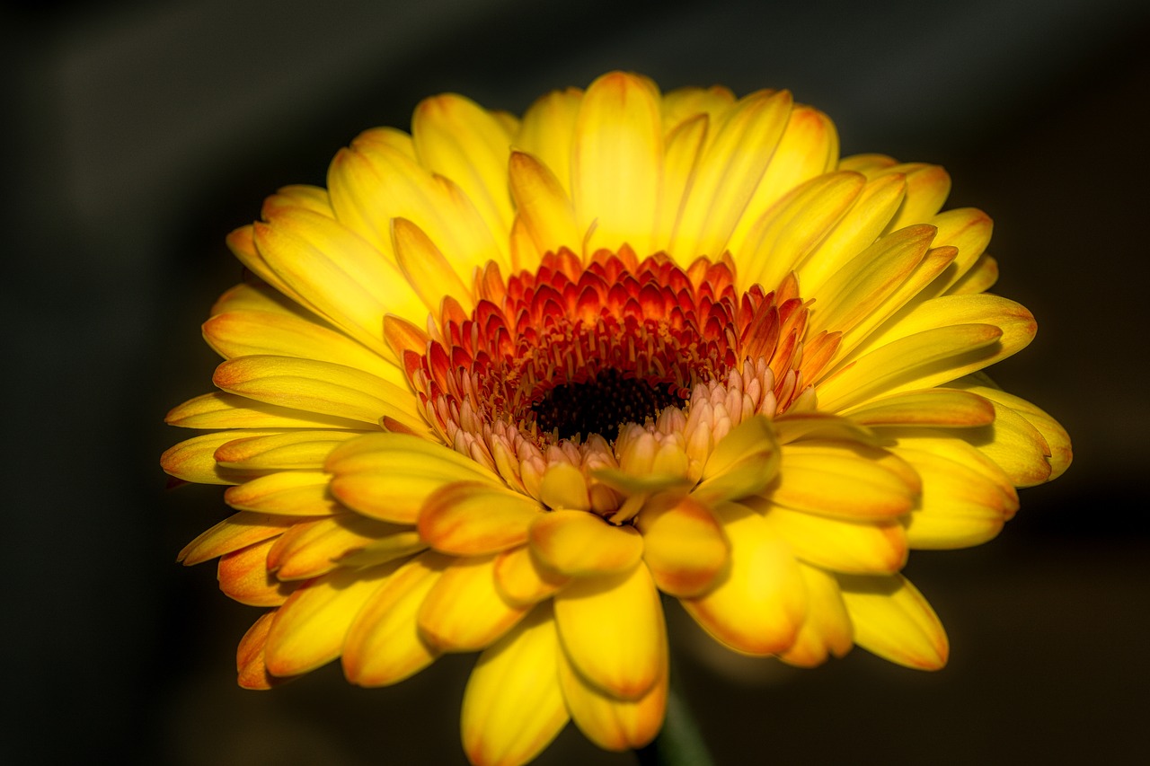 gerbera flower blossom free photo