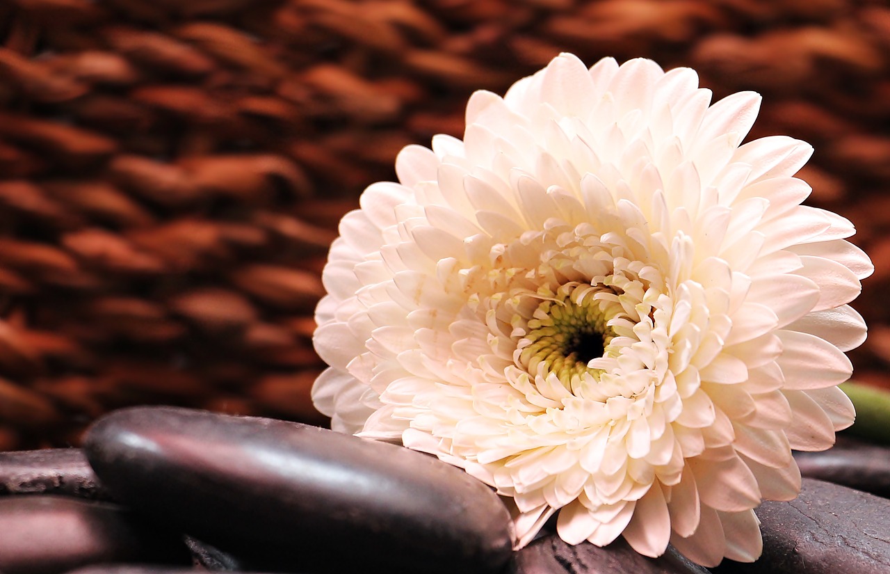 gerbera flower blossom free photo