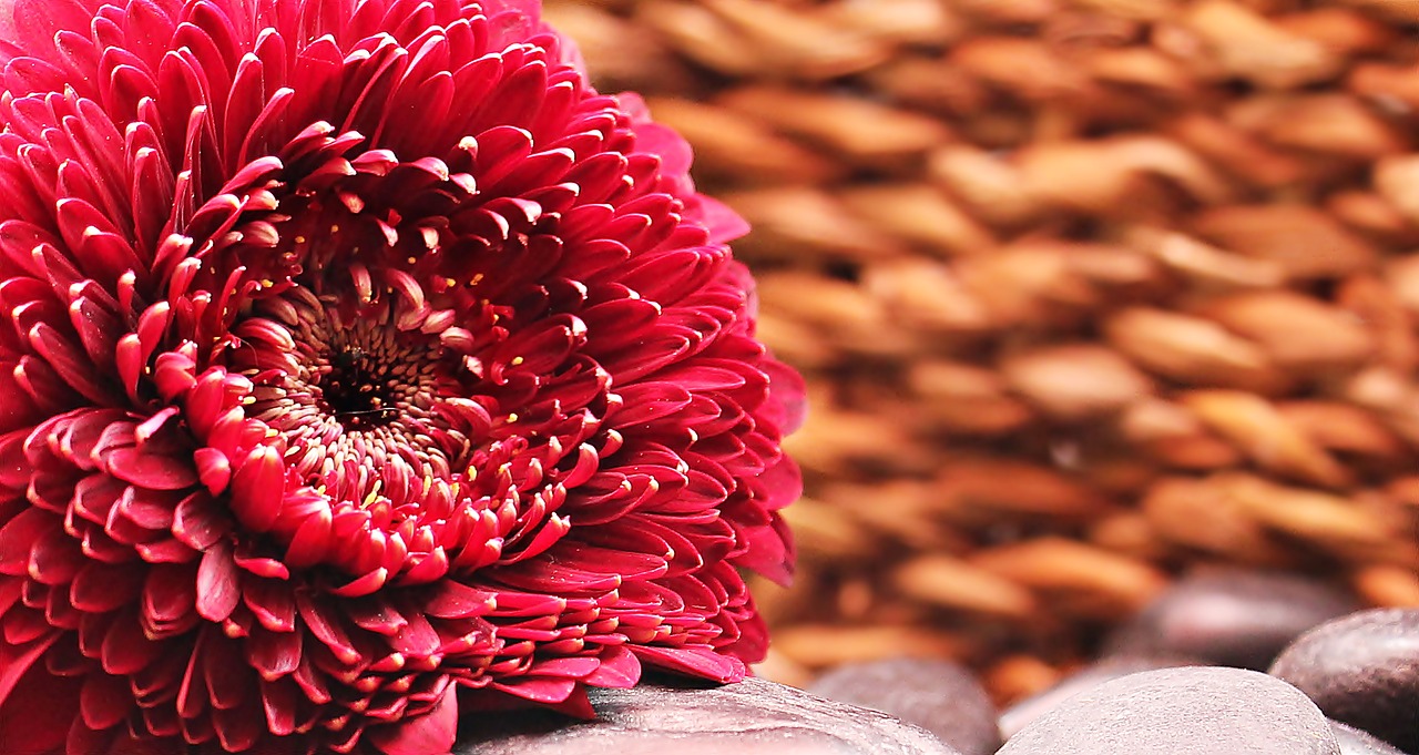 gerbera flower blossom free photo