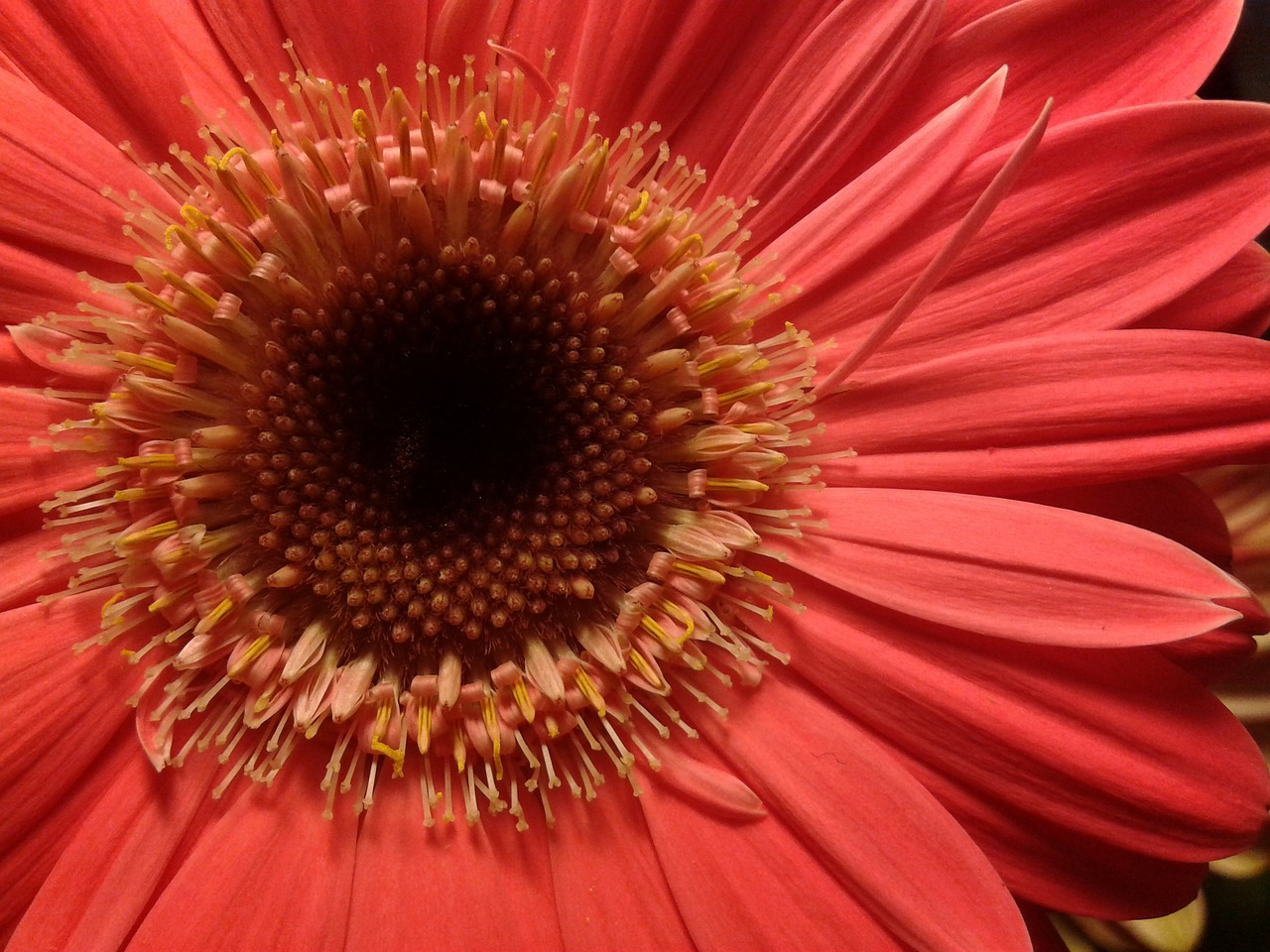 gerbera pink summer free photo