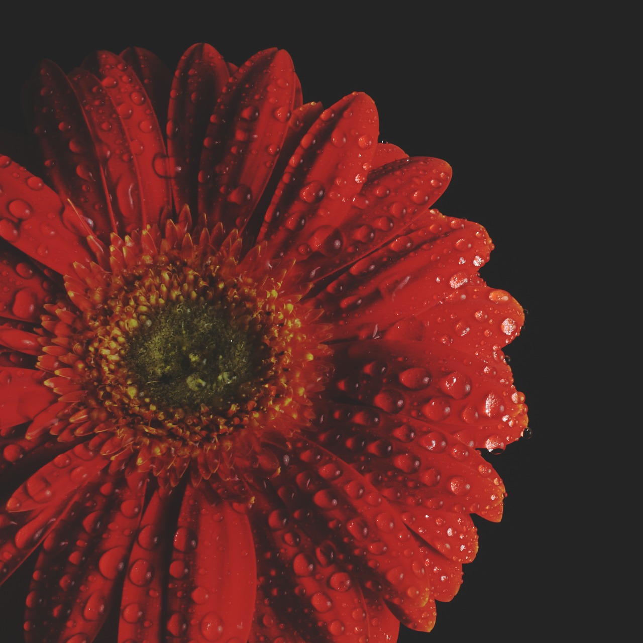 gerbera red flower free photo