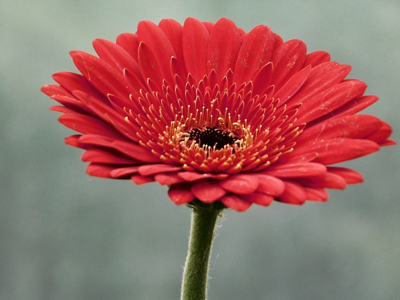 gerbera flower macro free photo