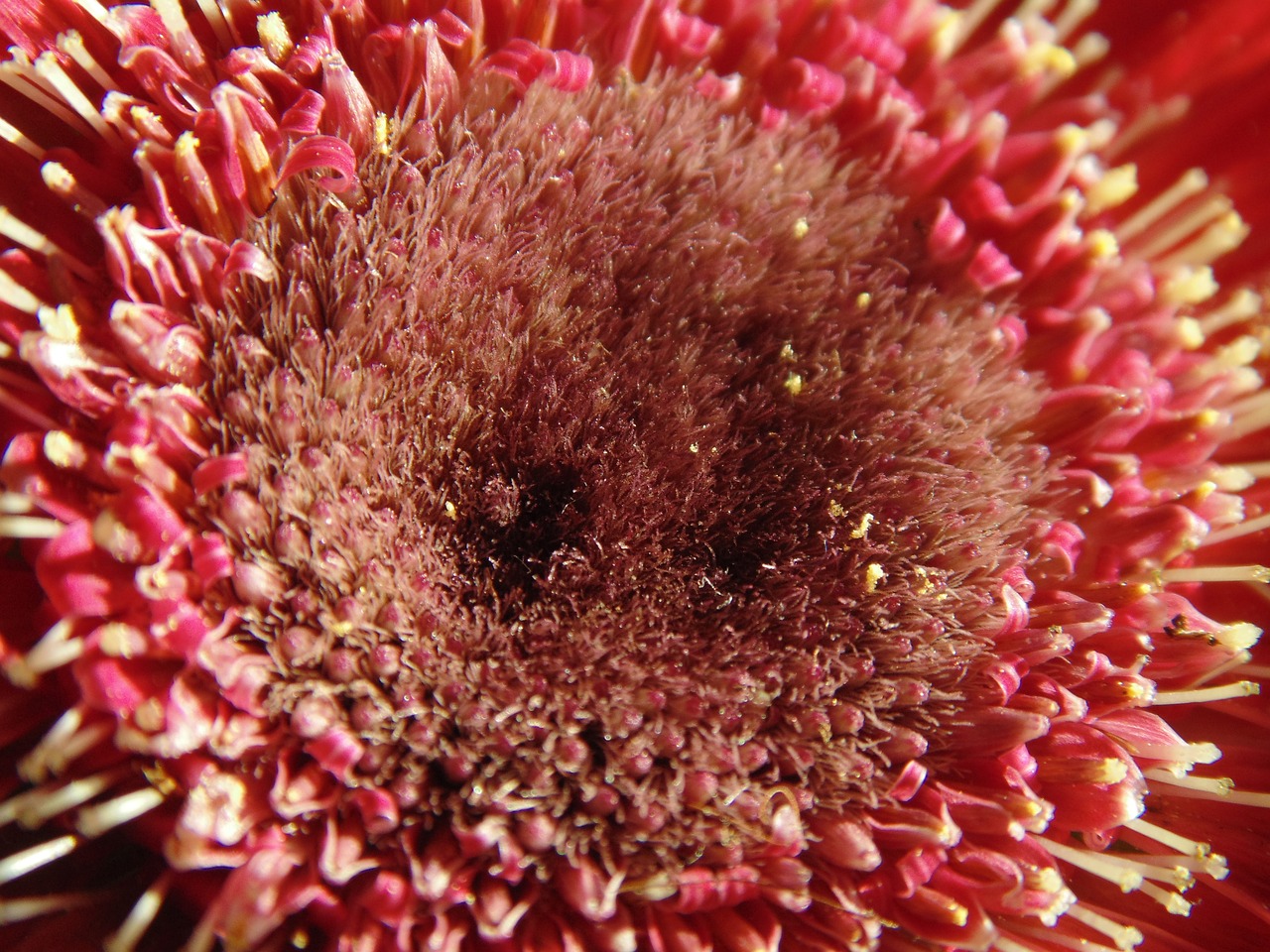 gerbera flower stamens free photo