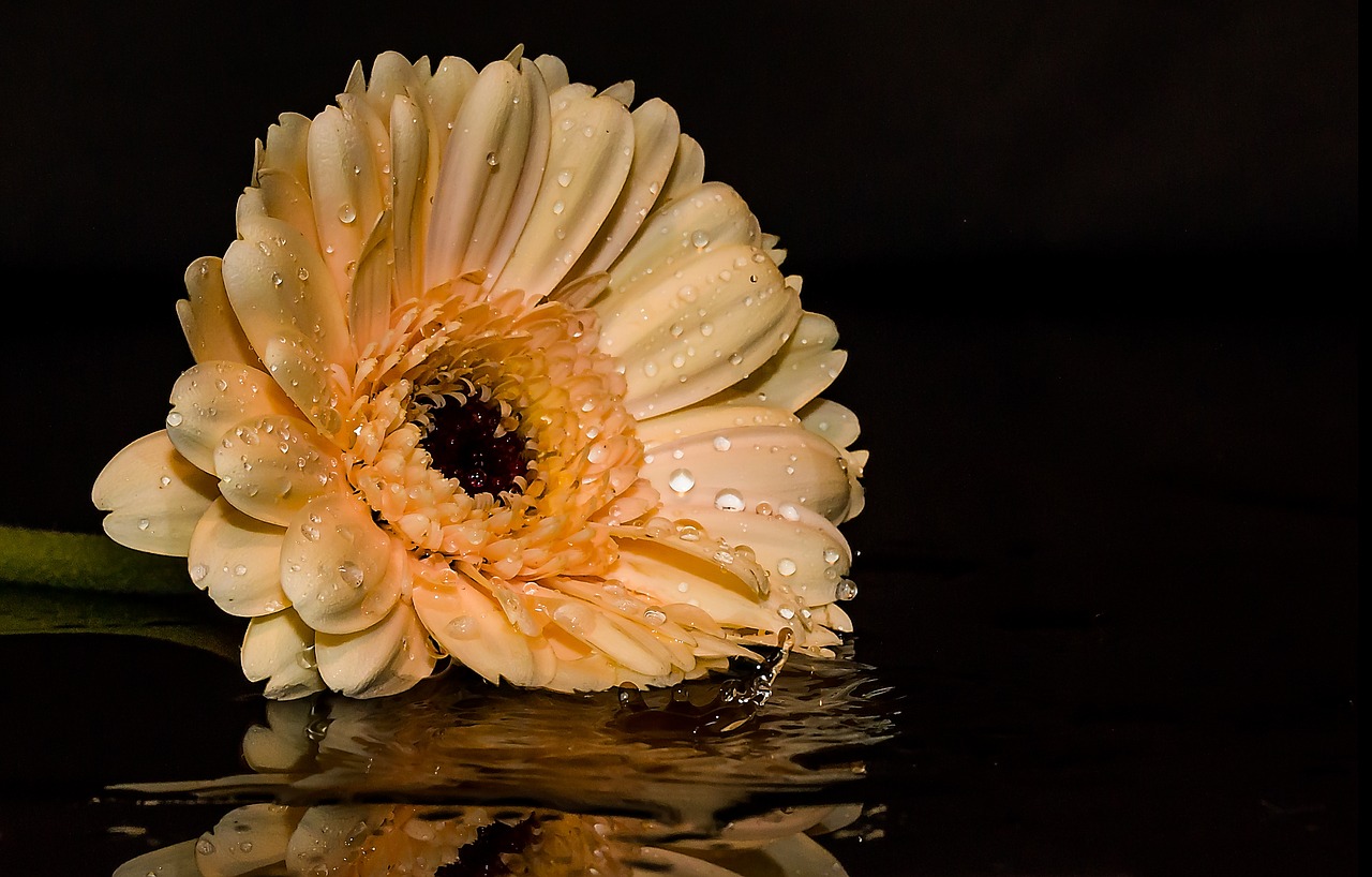 gerbera flower blossom free photo