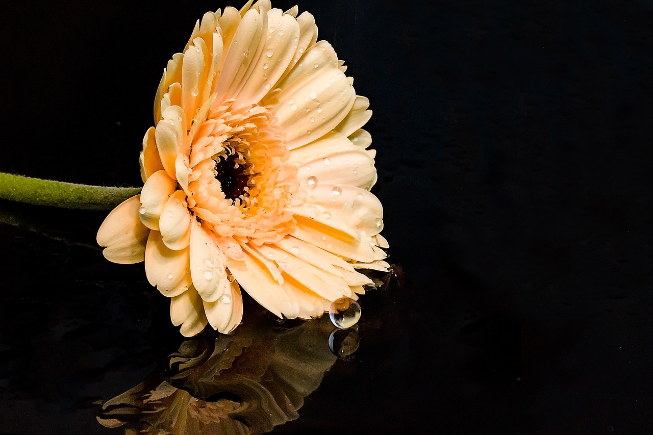 gerbera flower blossom free photo