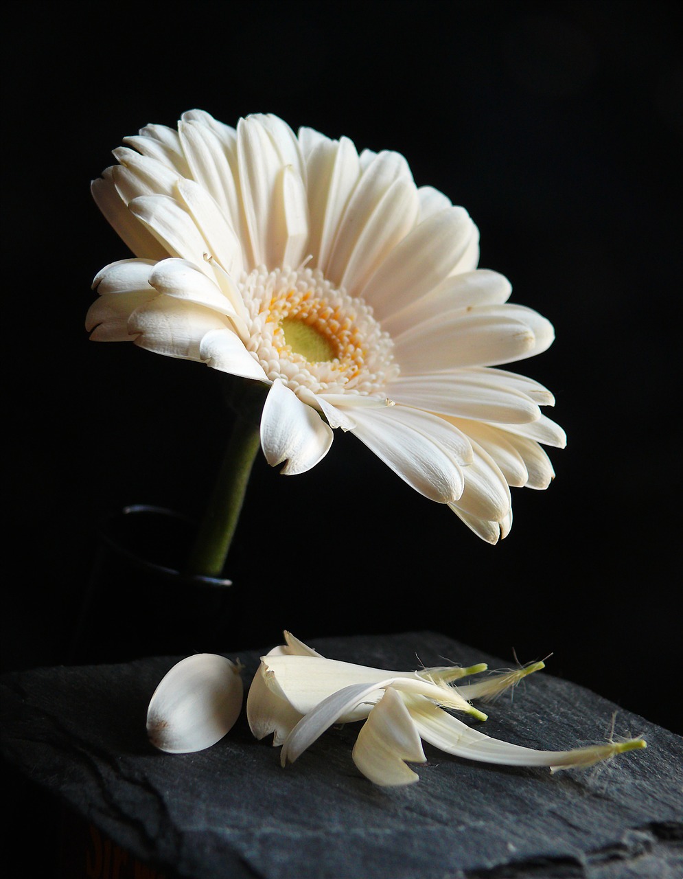 gerbera blossom bloom free photo