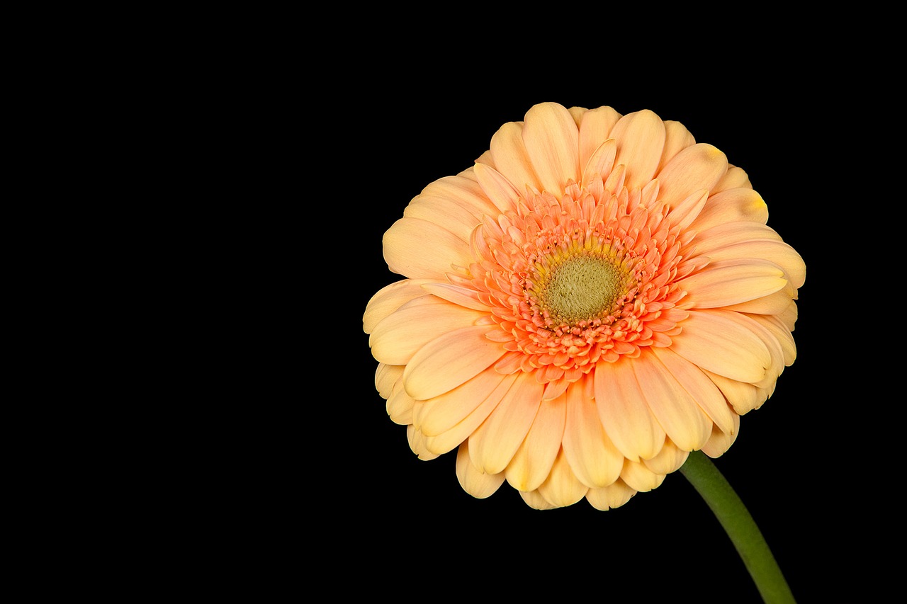 gerbera flower plant free photo