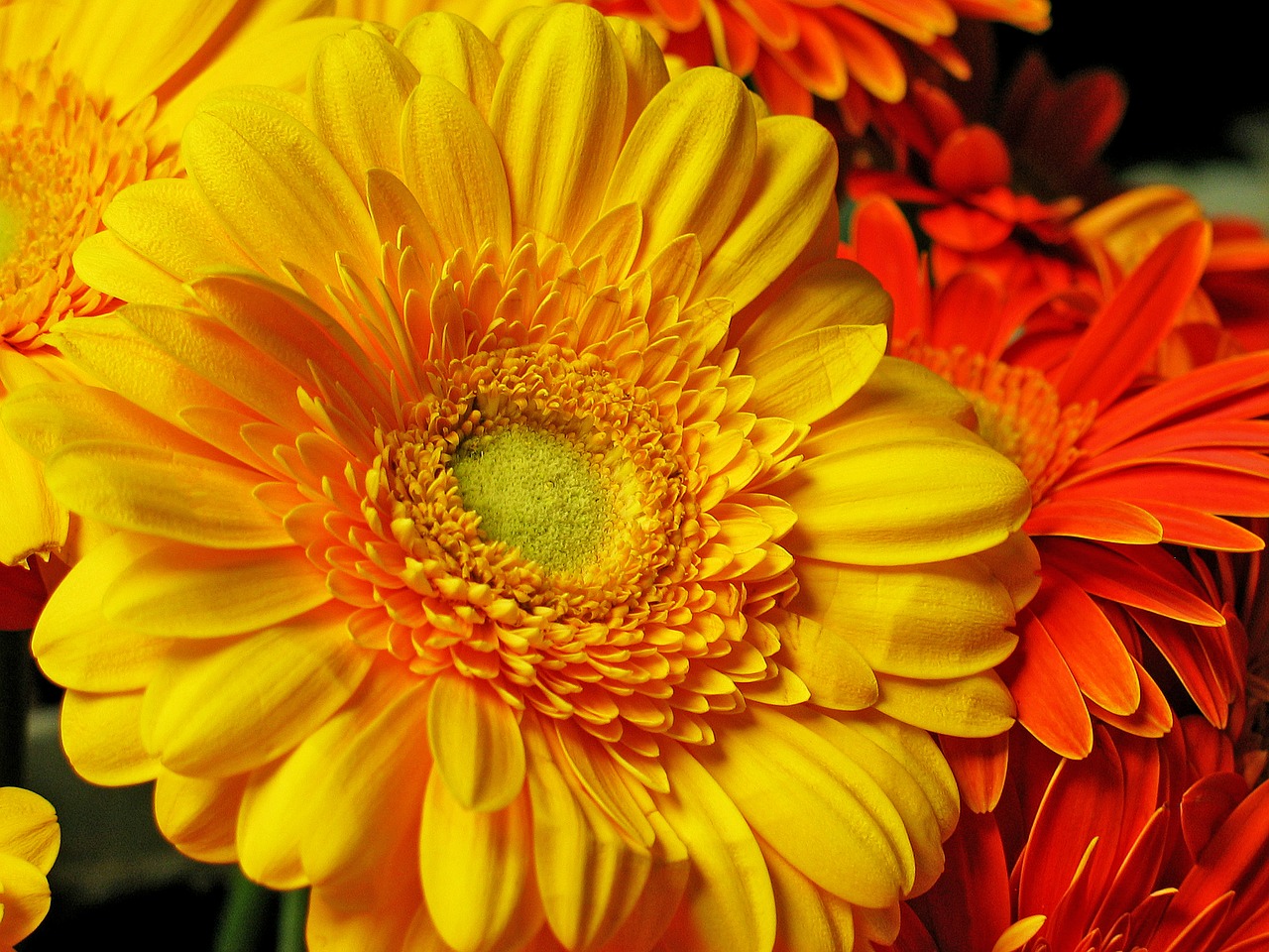 gerbera flower blossom free photo