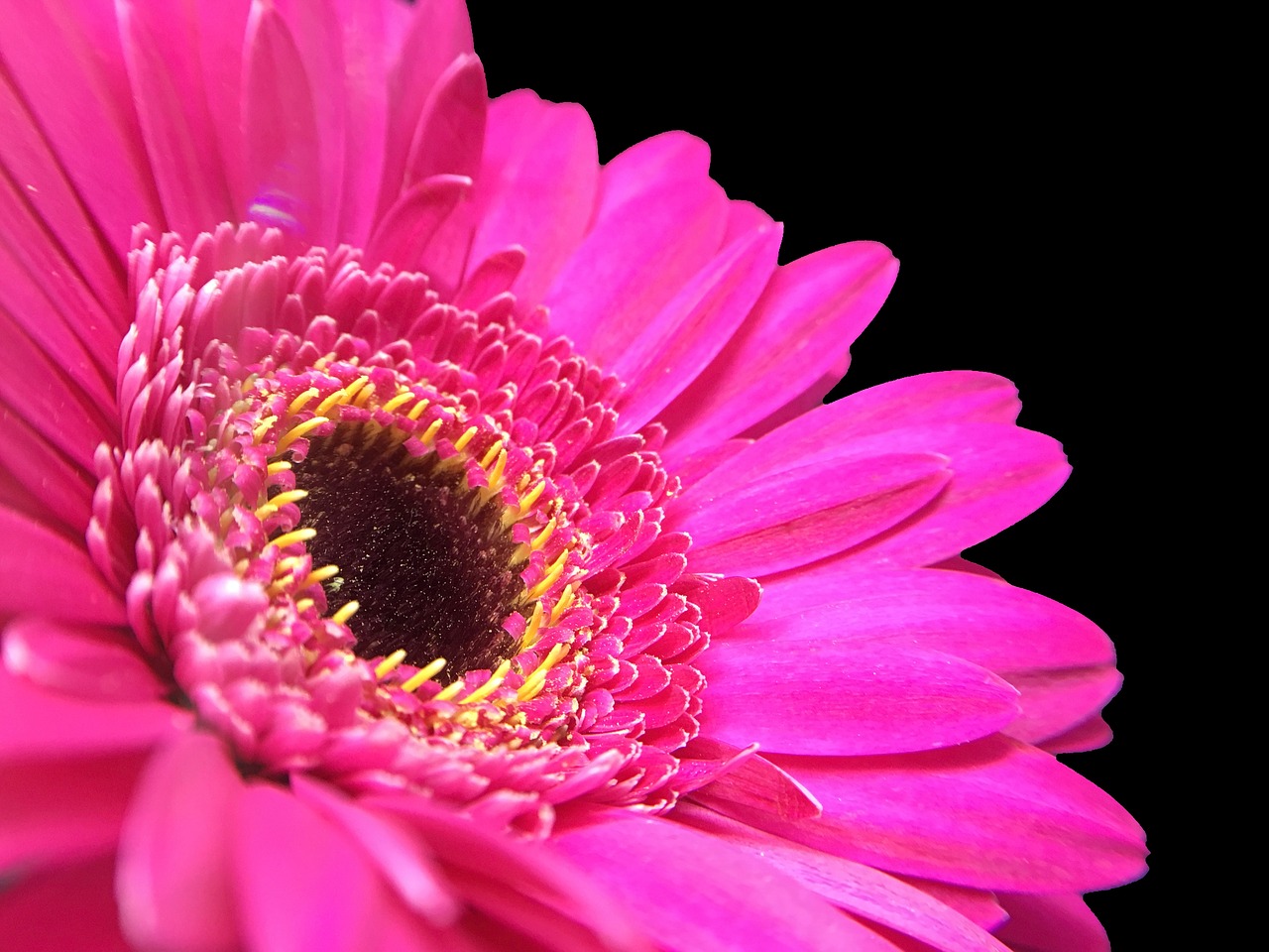 gerbera pink macro free photo