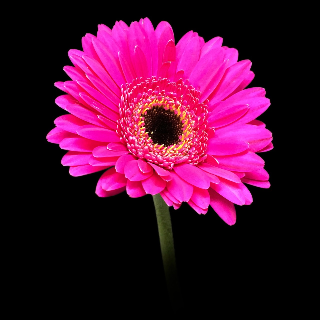 gerbera pink daisy free photo