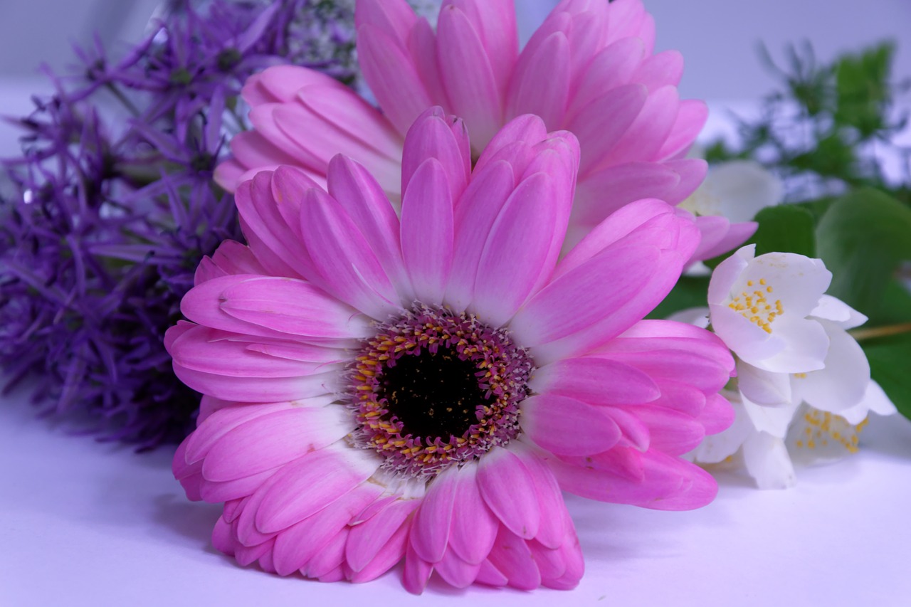 gerbera flower flowers free photo