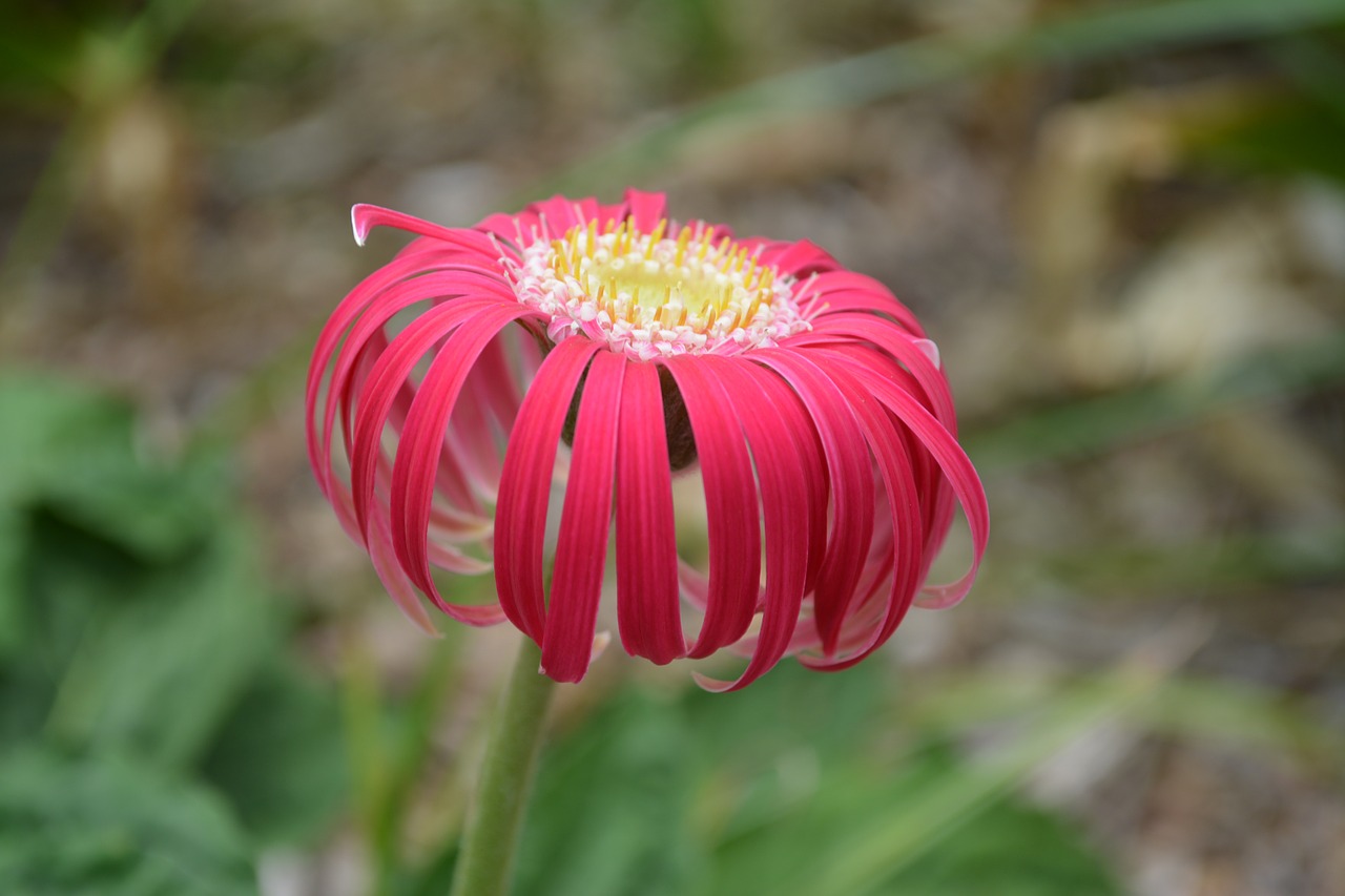 gerbera flower spring free photo