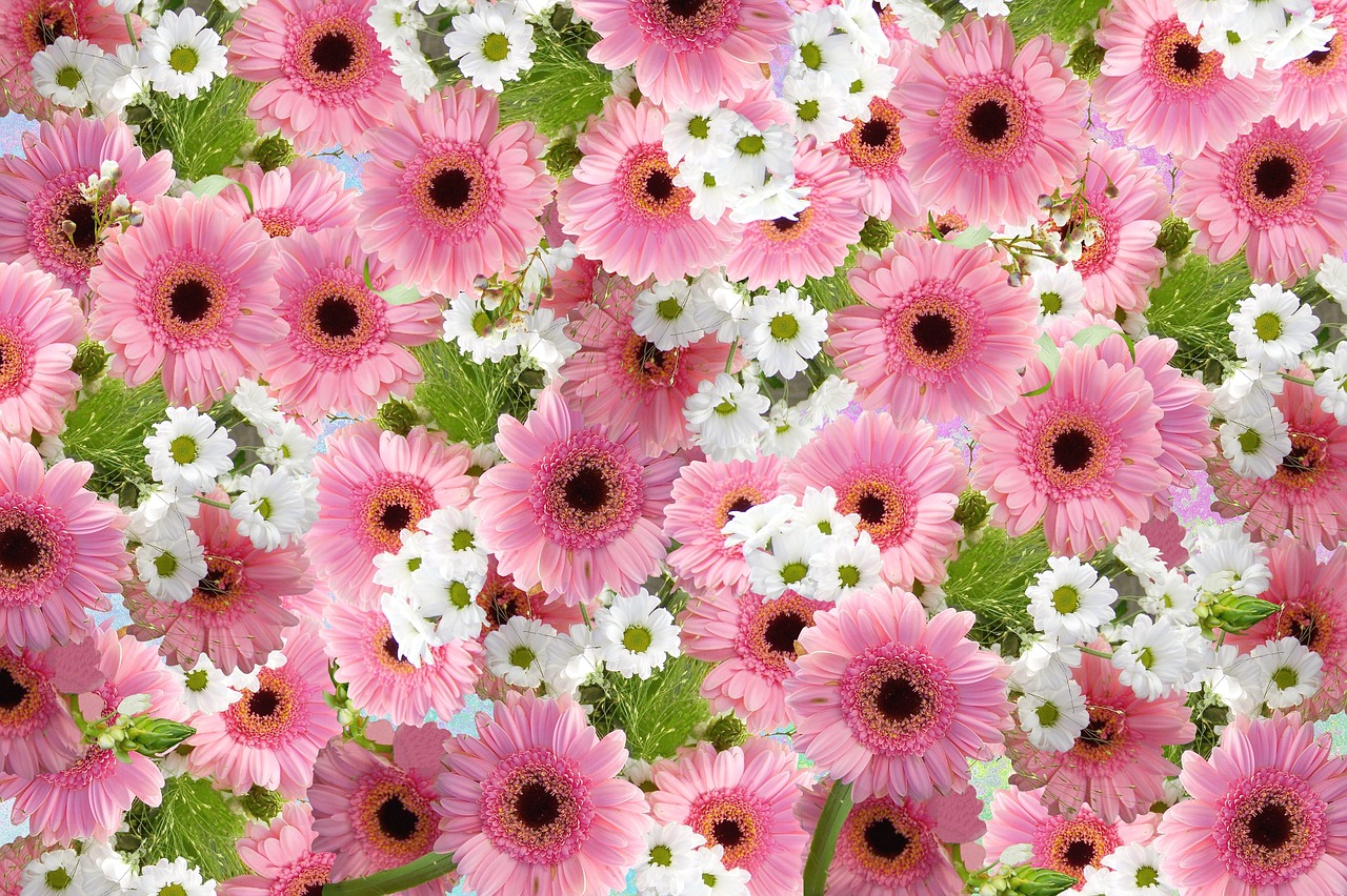 gerbera cut flowers blossom free photo