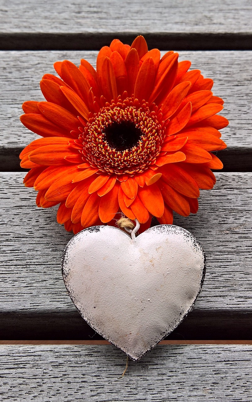 gerbera heart flower free photo