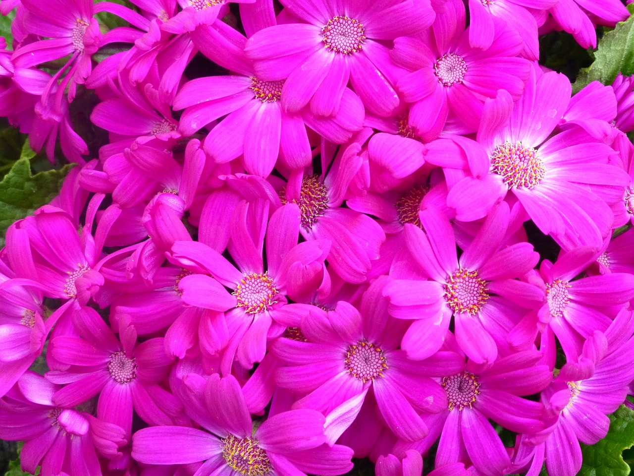 gerbera flowers blossom free photo