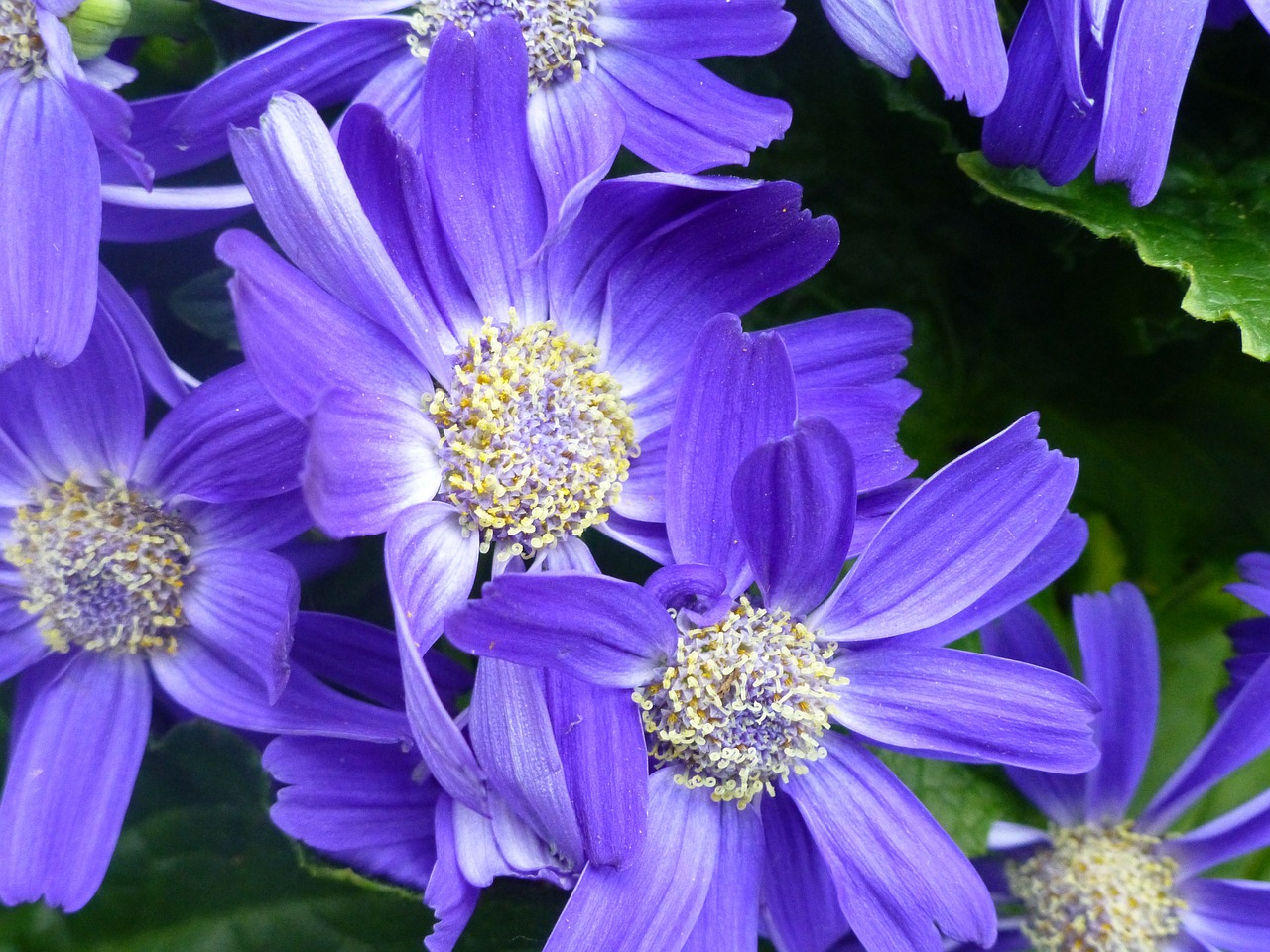 gerbera blossom bloom free photo