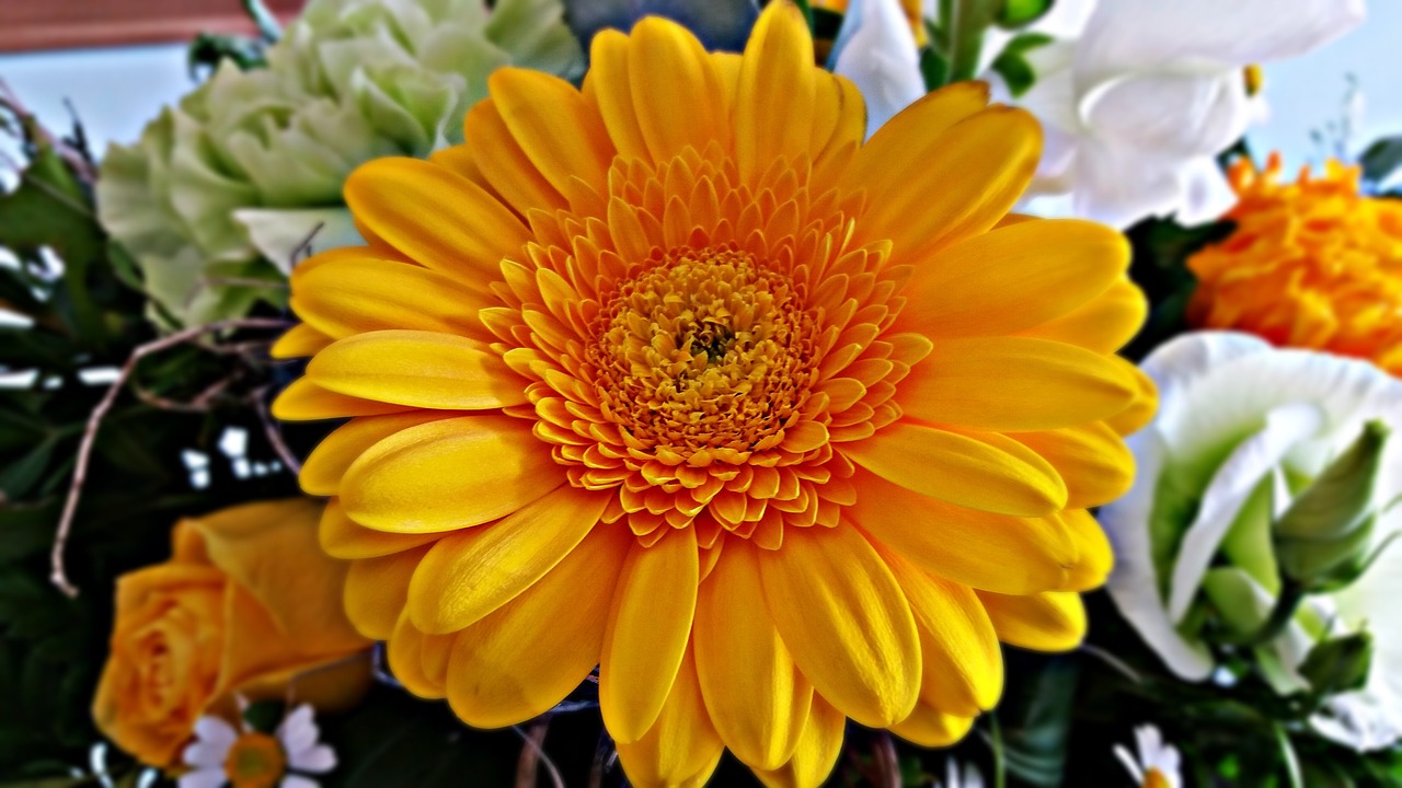 gerbera flower nature free photo