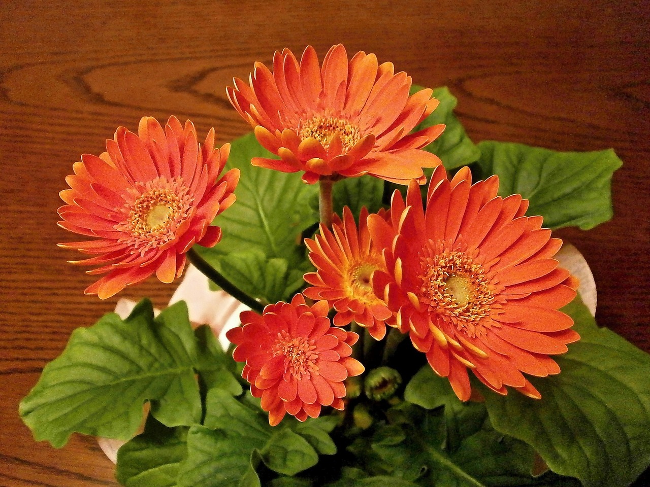 gerbera spring flowers potted plants free photo