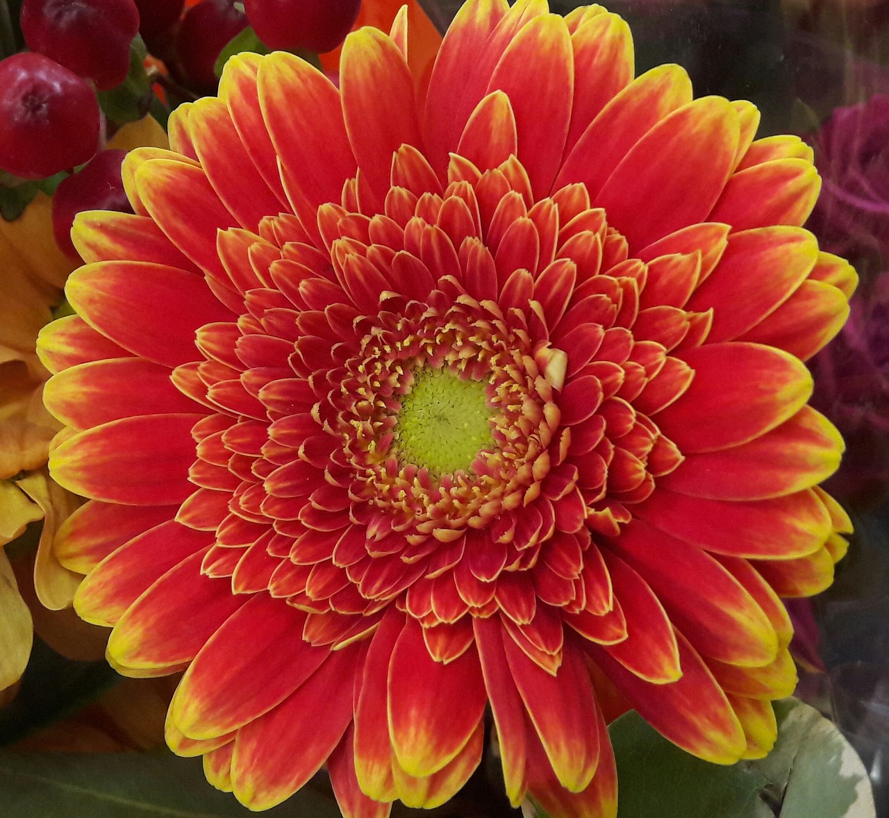 gerbera orange yellow free photo