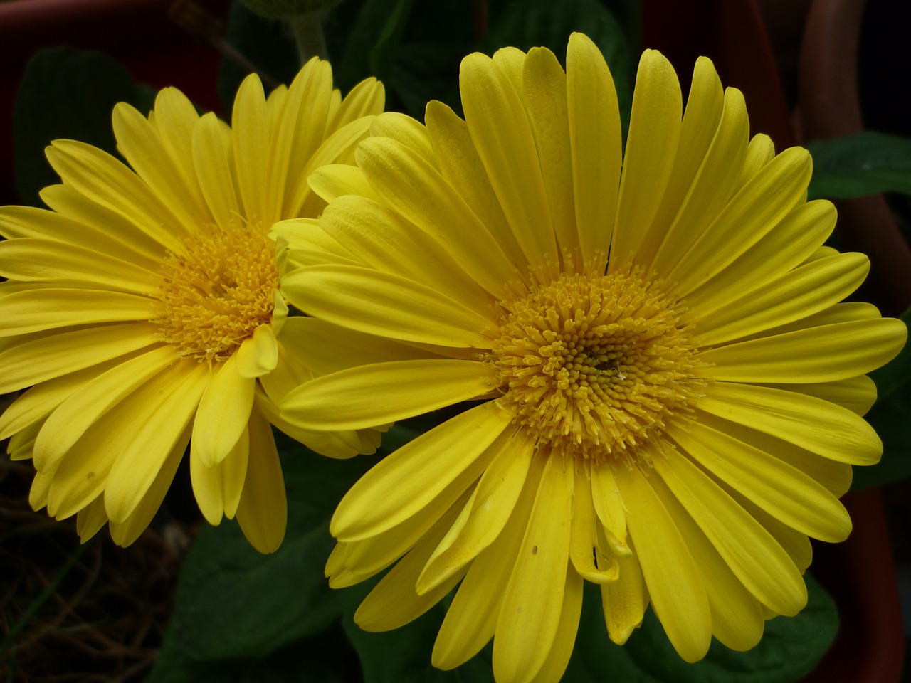 gerbera flower yellow free photo