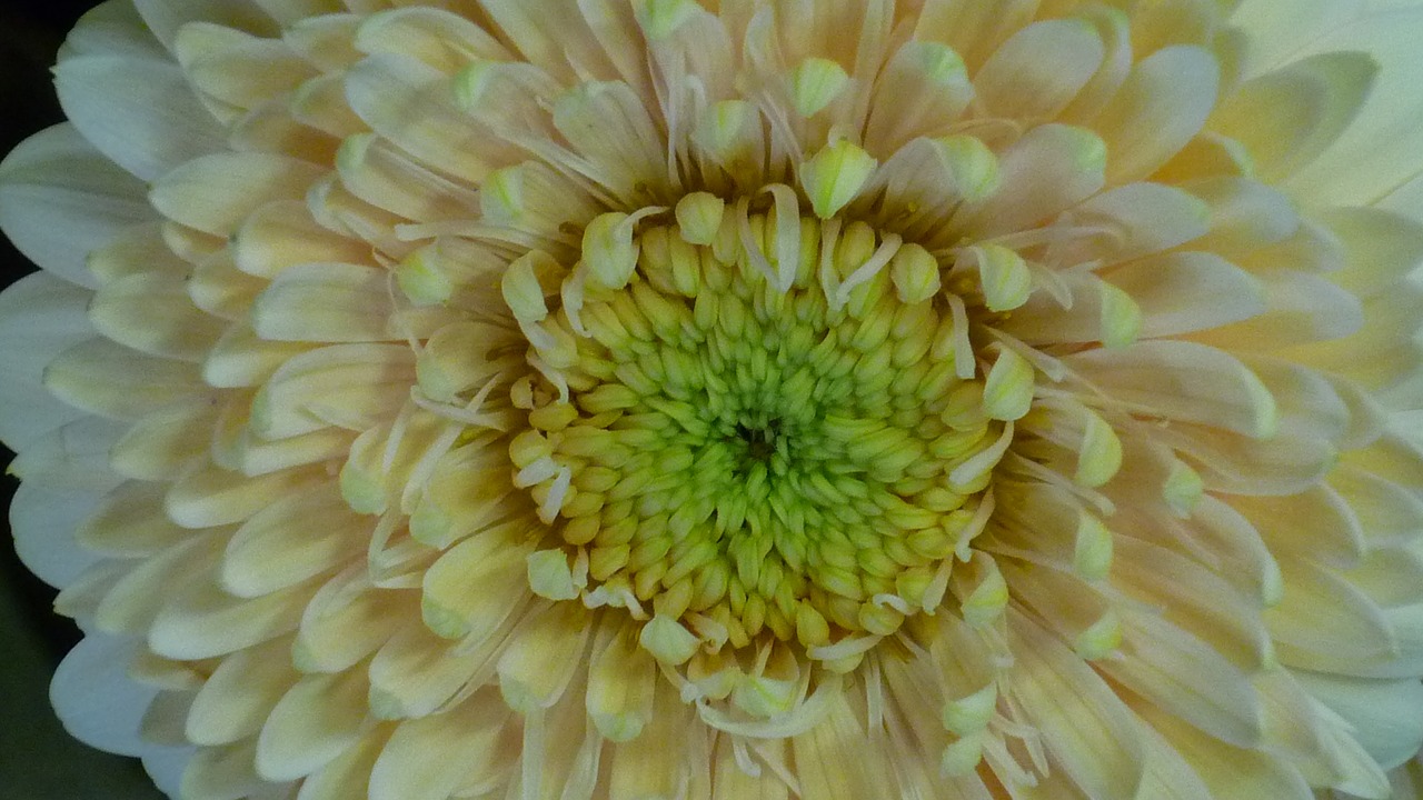 gerbera flower large free photo