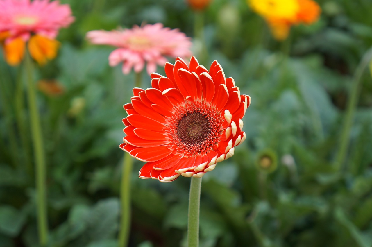 gerbera red flowers flowers leaves free photo