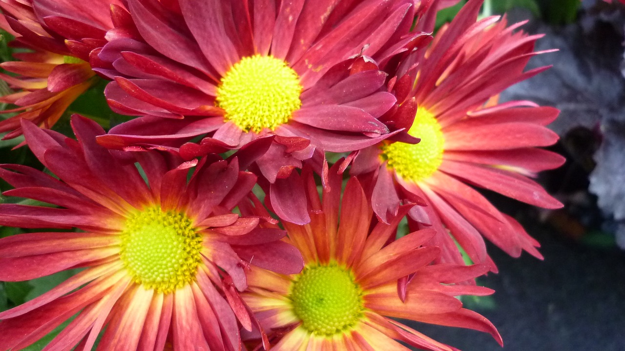 gerbera flower blossom free photo