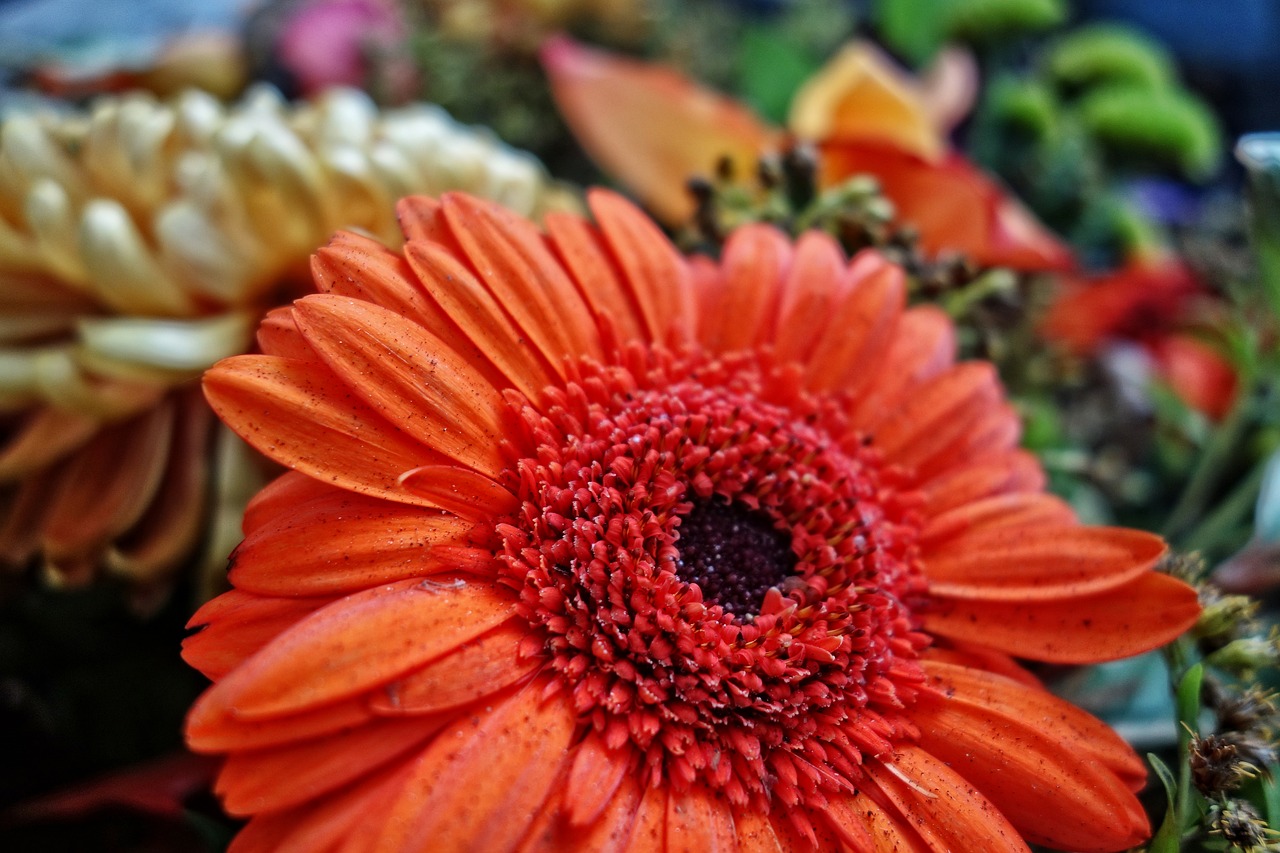 gerbera daisy flower free photo