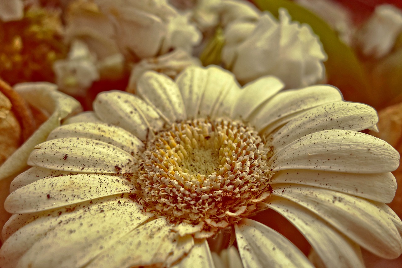 gerbera daisy flower free photo