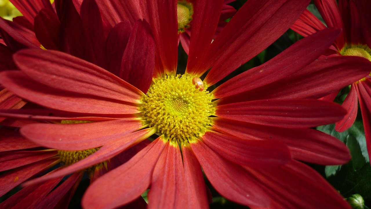 gerbera flower blossom free photo