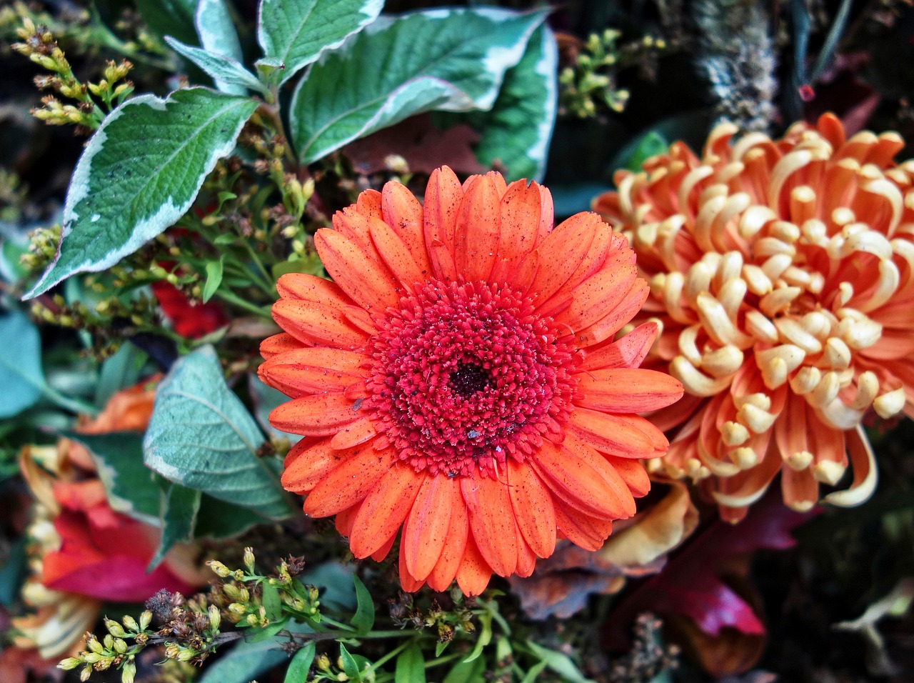 gerbera daisy flower free photo