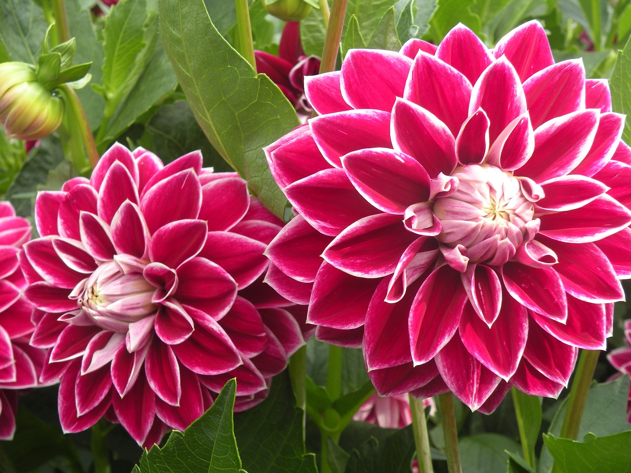 gerbera flowers pink free photo