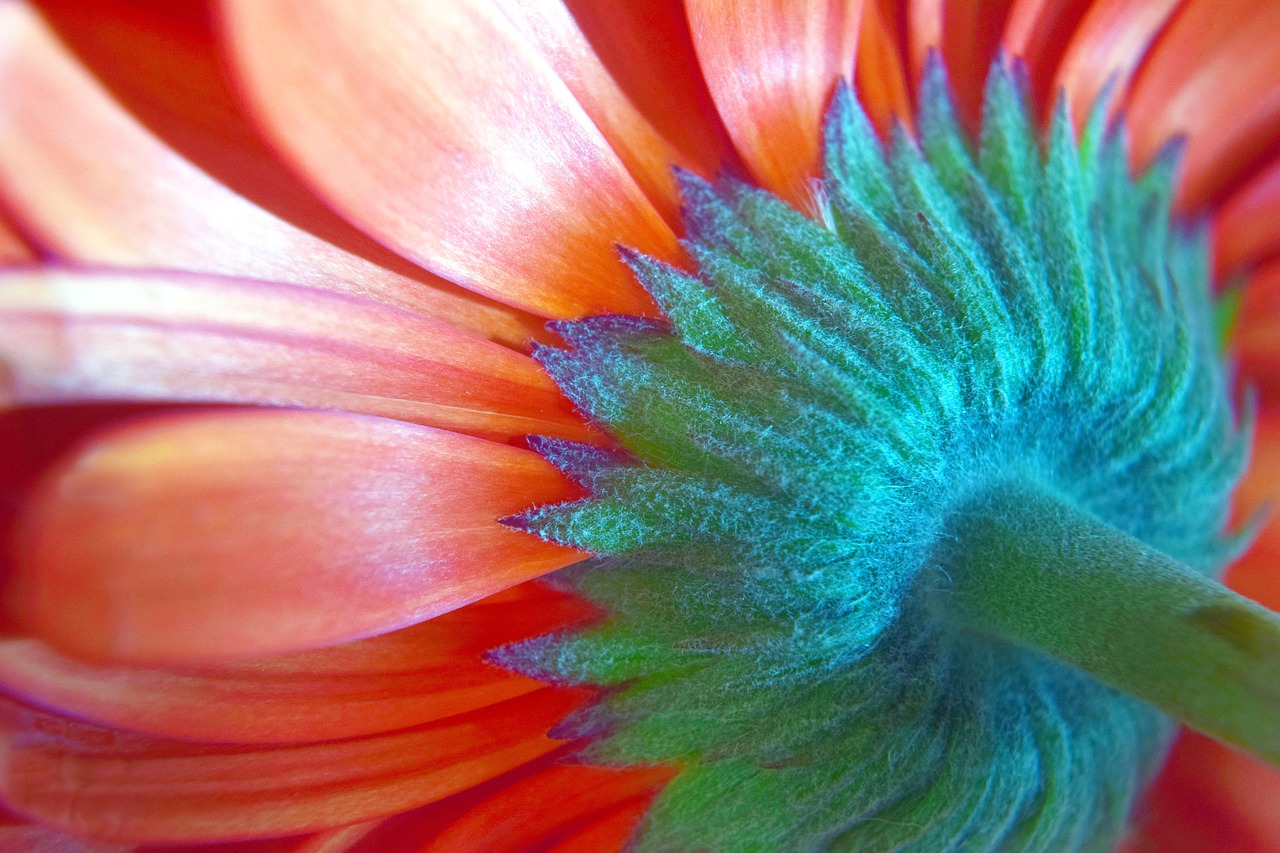 gerbera flower petals free photo