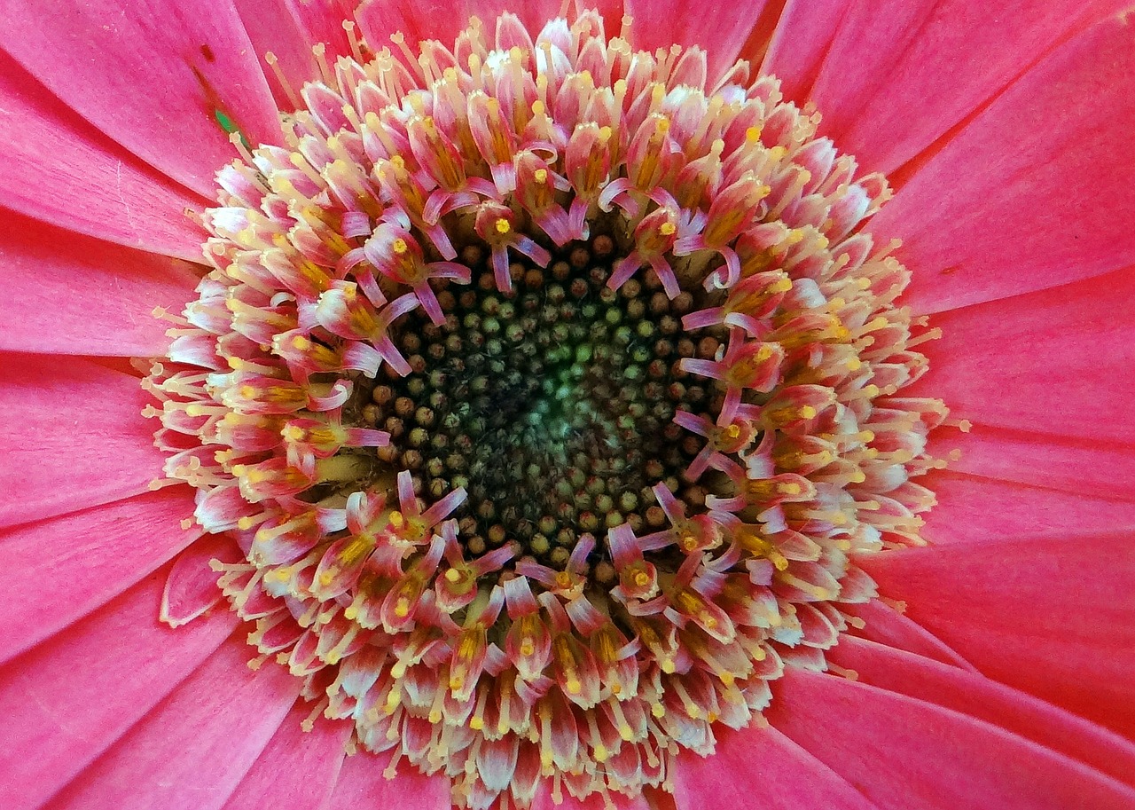 gerbera asteracea flower free photo